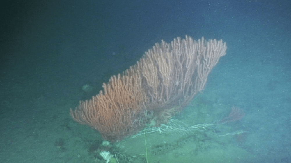 coral-bambu-petrobras-destaque