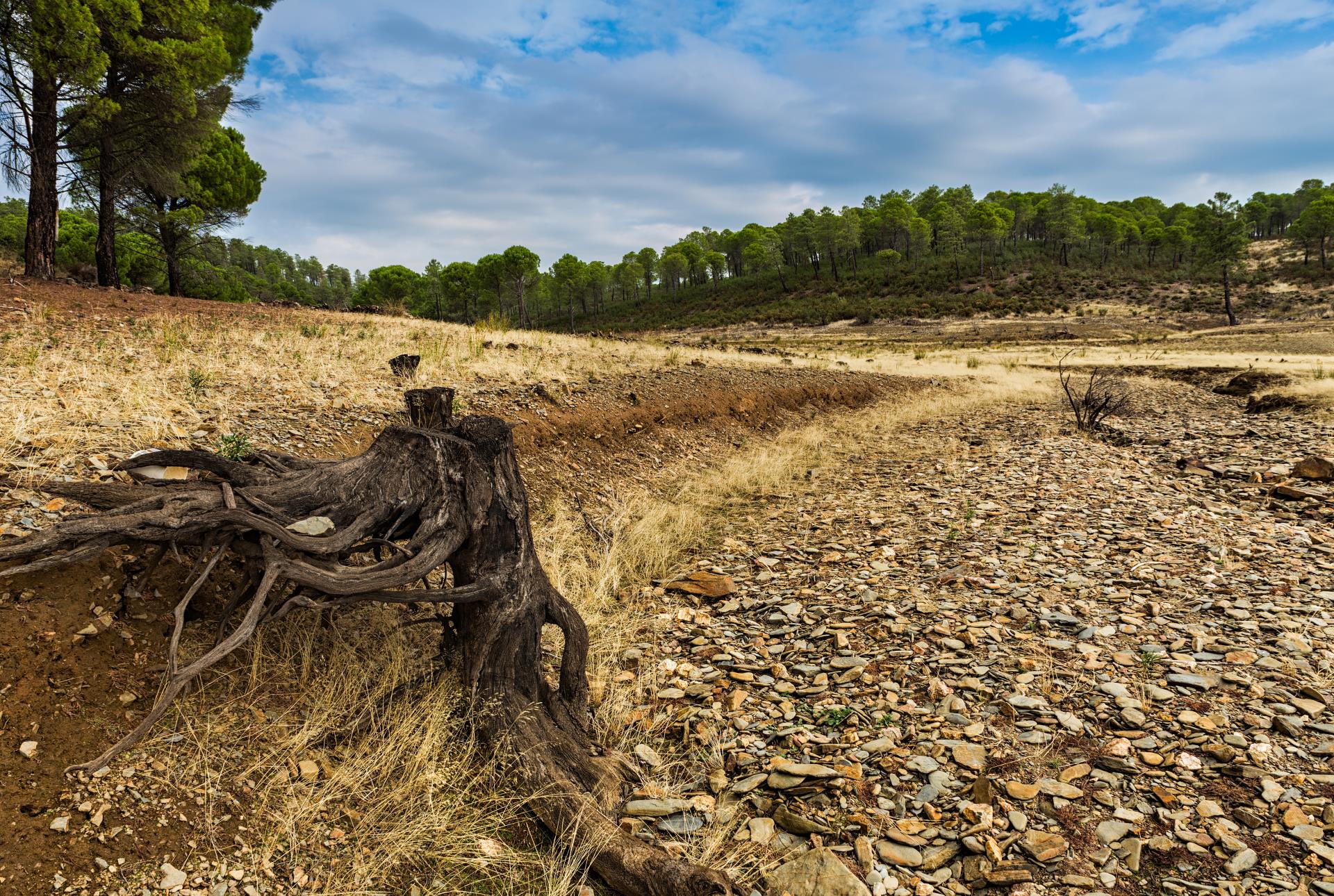 landscape-roots-dry-creek