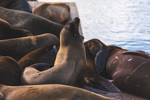 leoes-marinhos-no-pier-39-sao-francisco-estado-da-california_137125-613