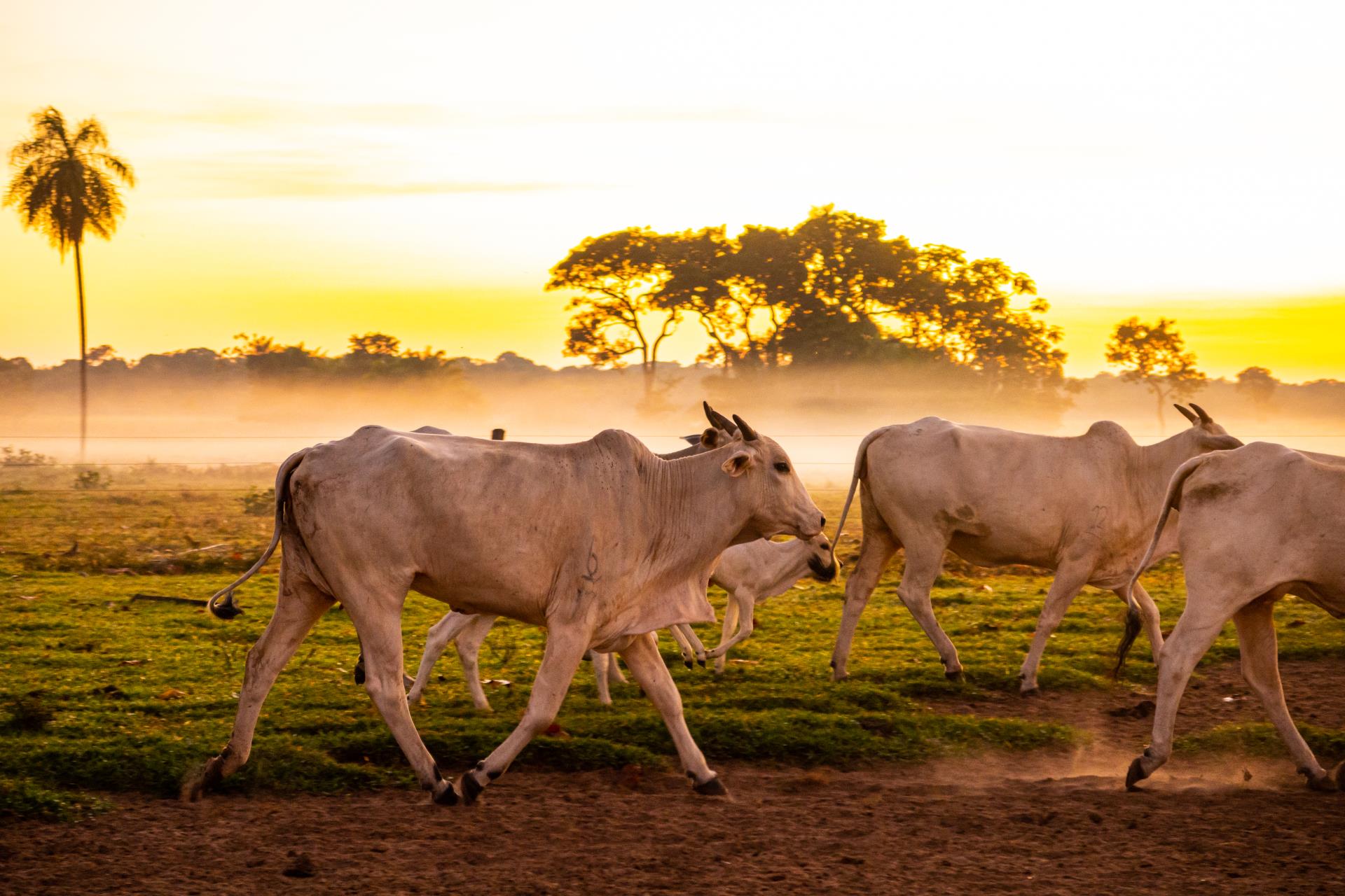 Fazenda Pantaneira_3