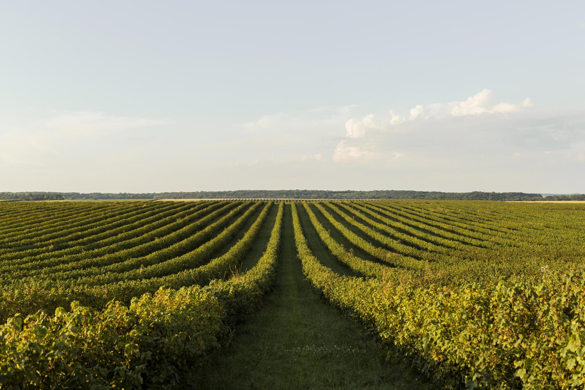 front-view-landscape-with-vegetation-clear-sky