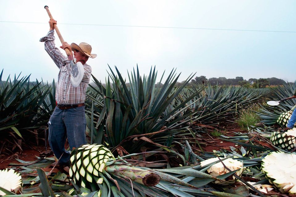 1 - O agave cultivado no México pode ser usado na produção de mescal ou tequila, dependendo da região.