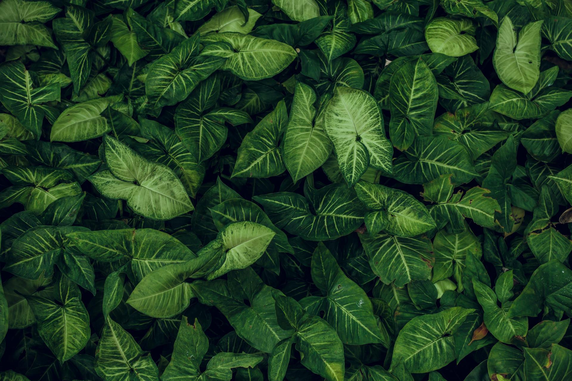 green-leaf-texture-leaf-texture-background