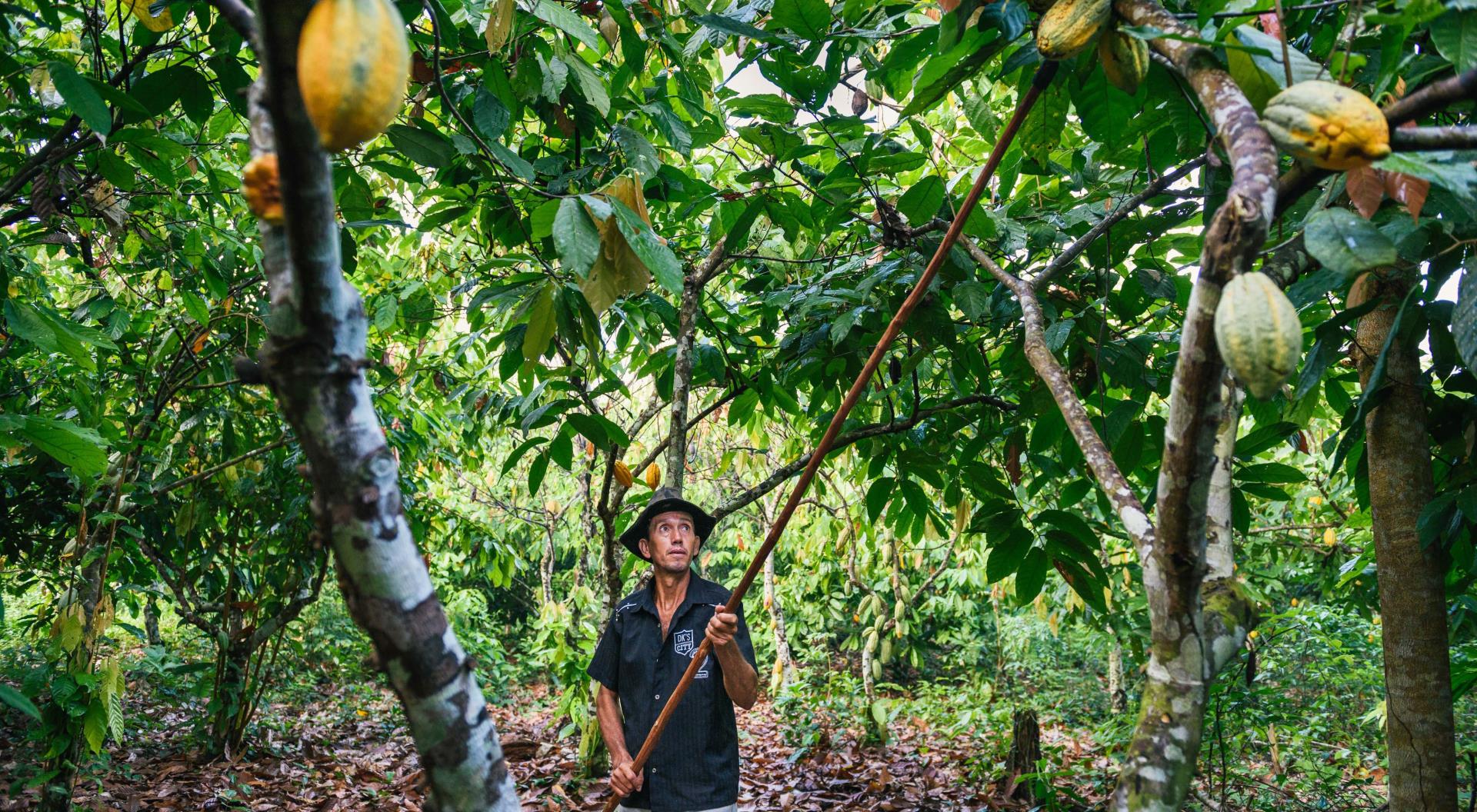 Andrea Alvares, da Natura: oposição entre desenvolvimento e conservação é  falsa dicotomia | Revista LIDE - Reportagens, notícias, artigos, vídeos e  podcasts