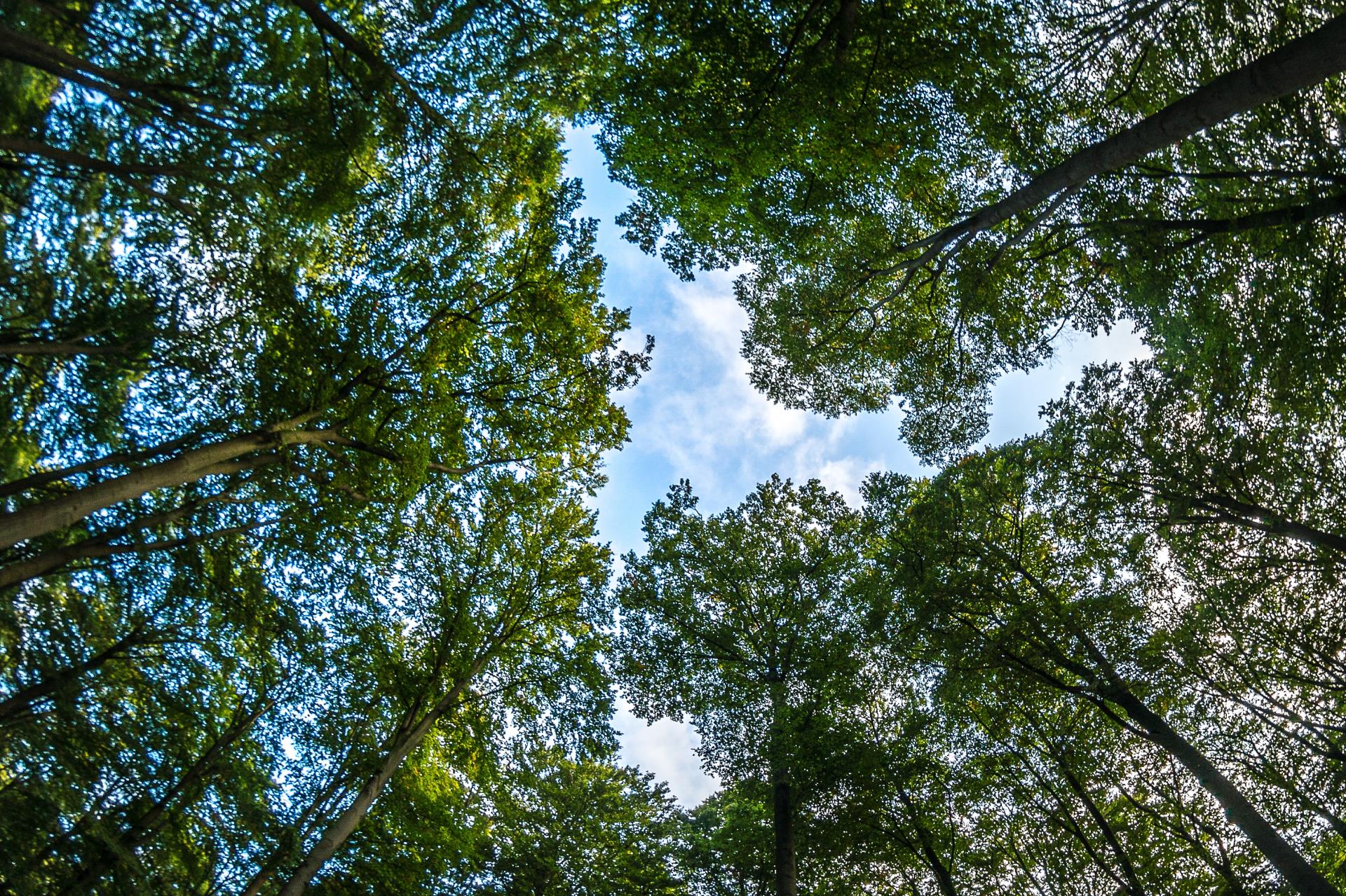 low-angle-shot-blue-cloudy-sky-forest-full-trees