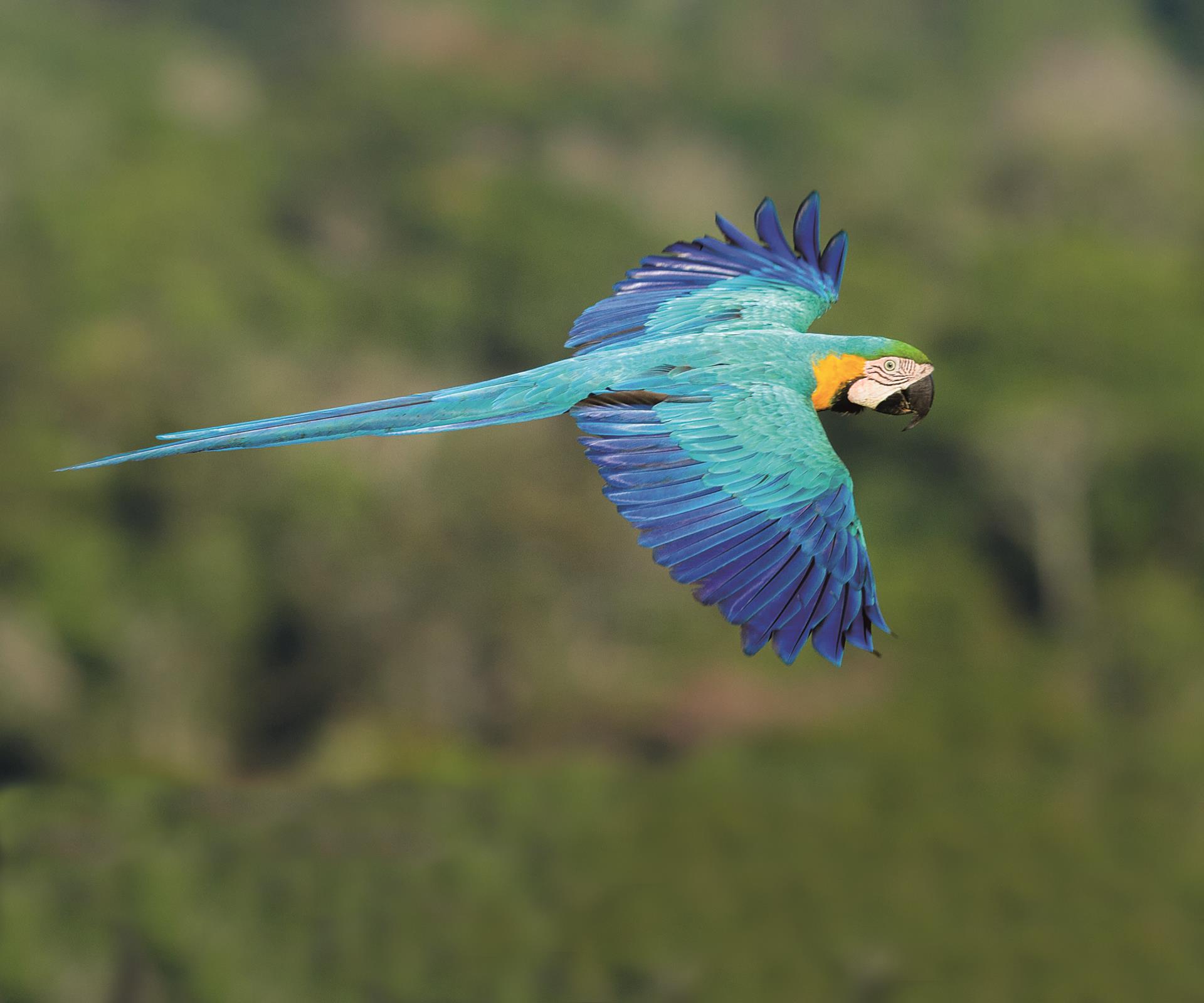 Blue-and-Gold Macaw-By-Jorge Lopes