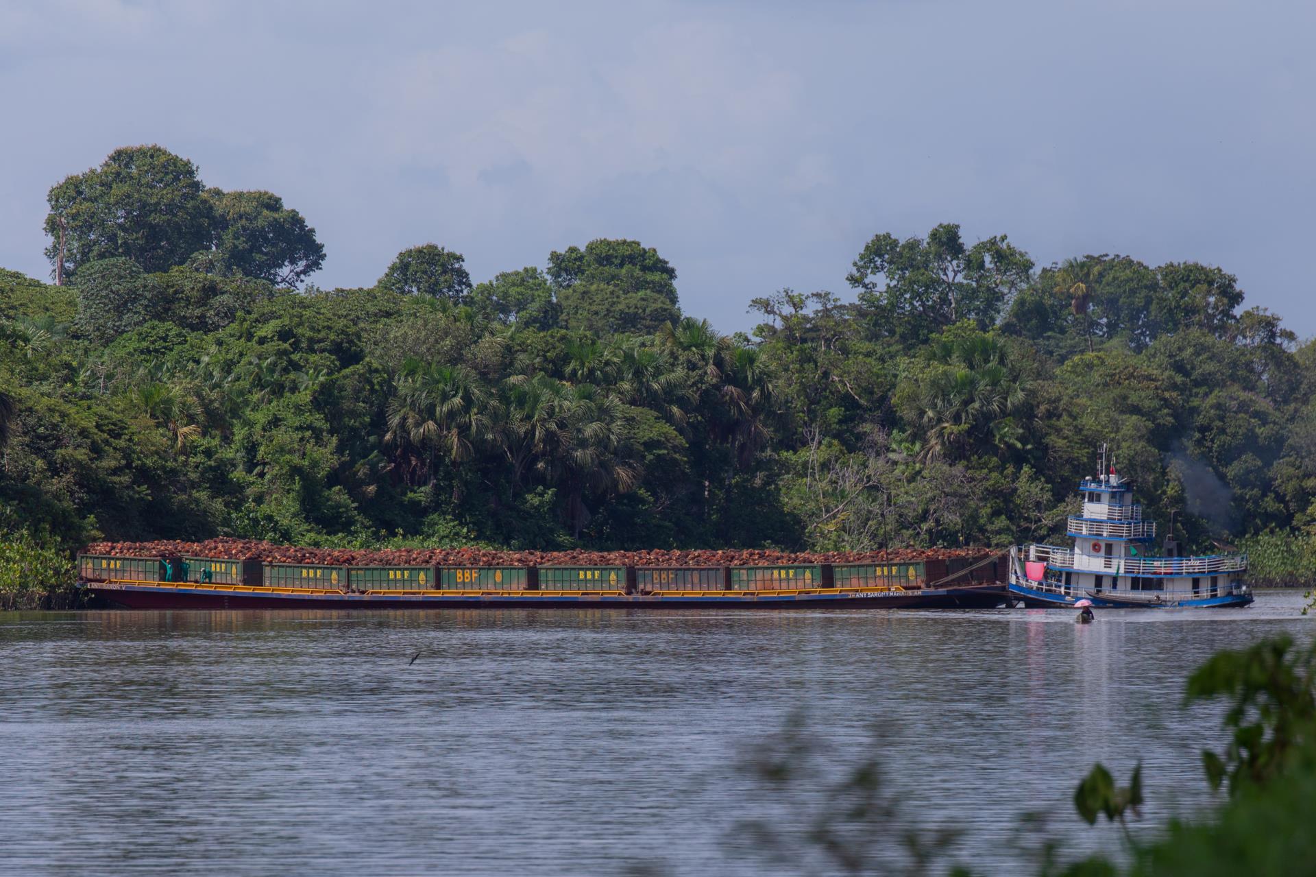 BBF - Palma de óleo (fruto) na balsa