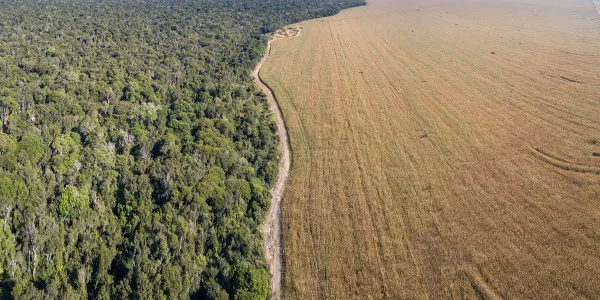 amazonia-pastagem