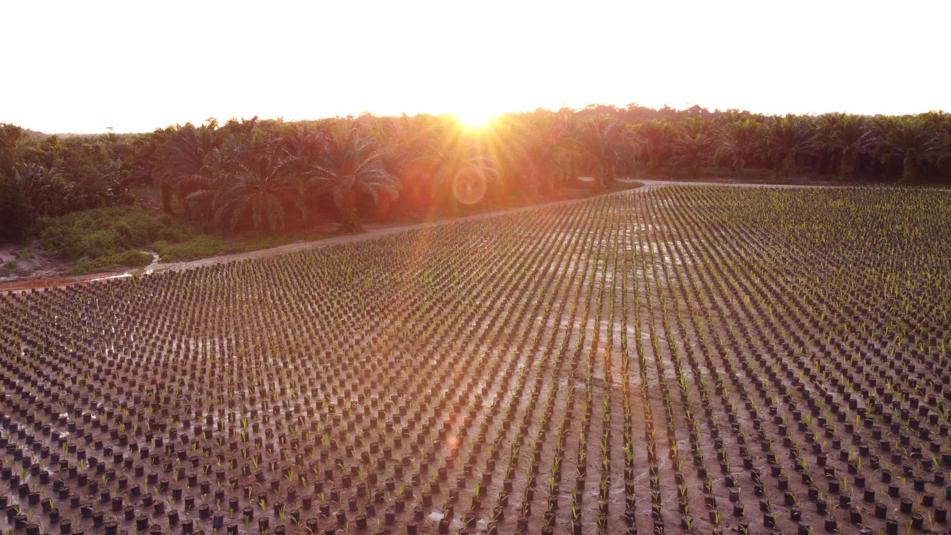 BBF - Recuperação de áreas degradadas na Amazônia