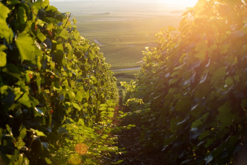 1 - Em Epernay, na França, o terroir se faz importante na produção das uvas de Perrier-Joüet