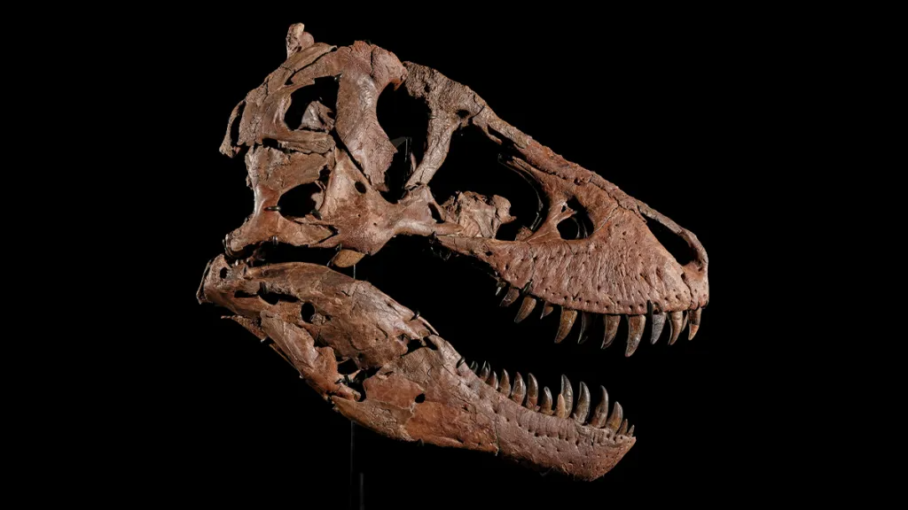 gus-t-rex-fossil-head