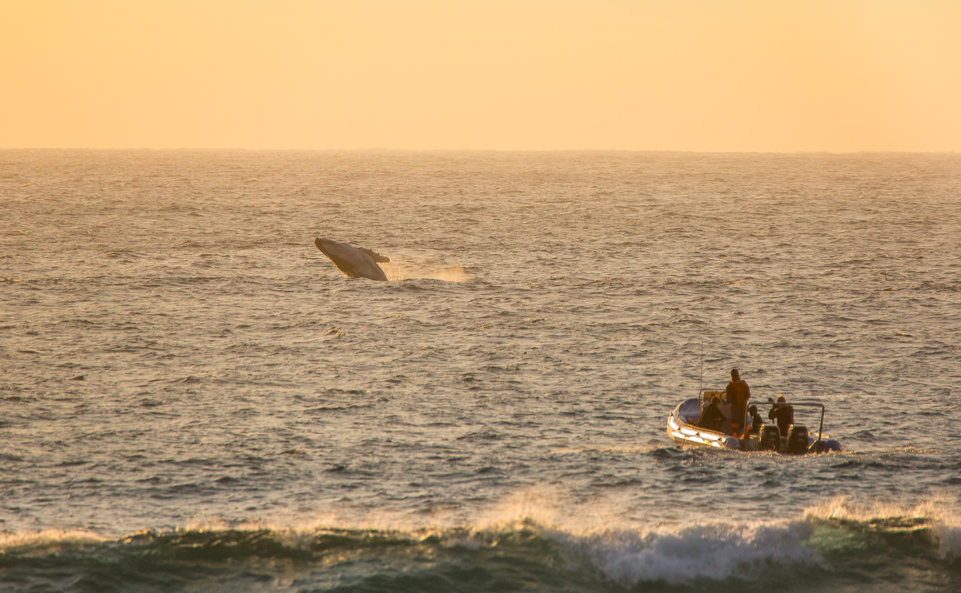 Thonga Beach Lodge - Whales (not for redistribution)