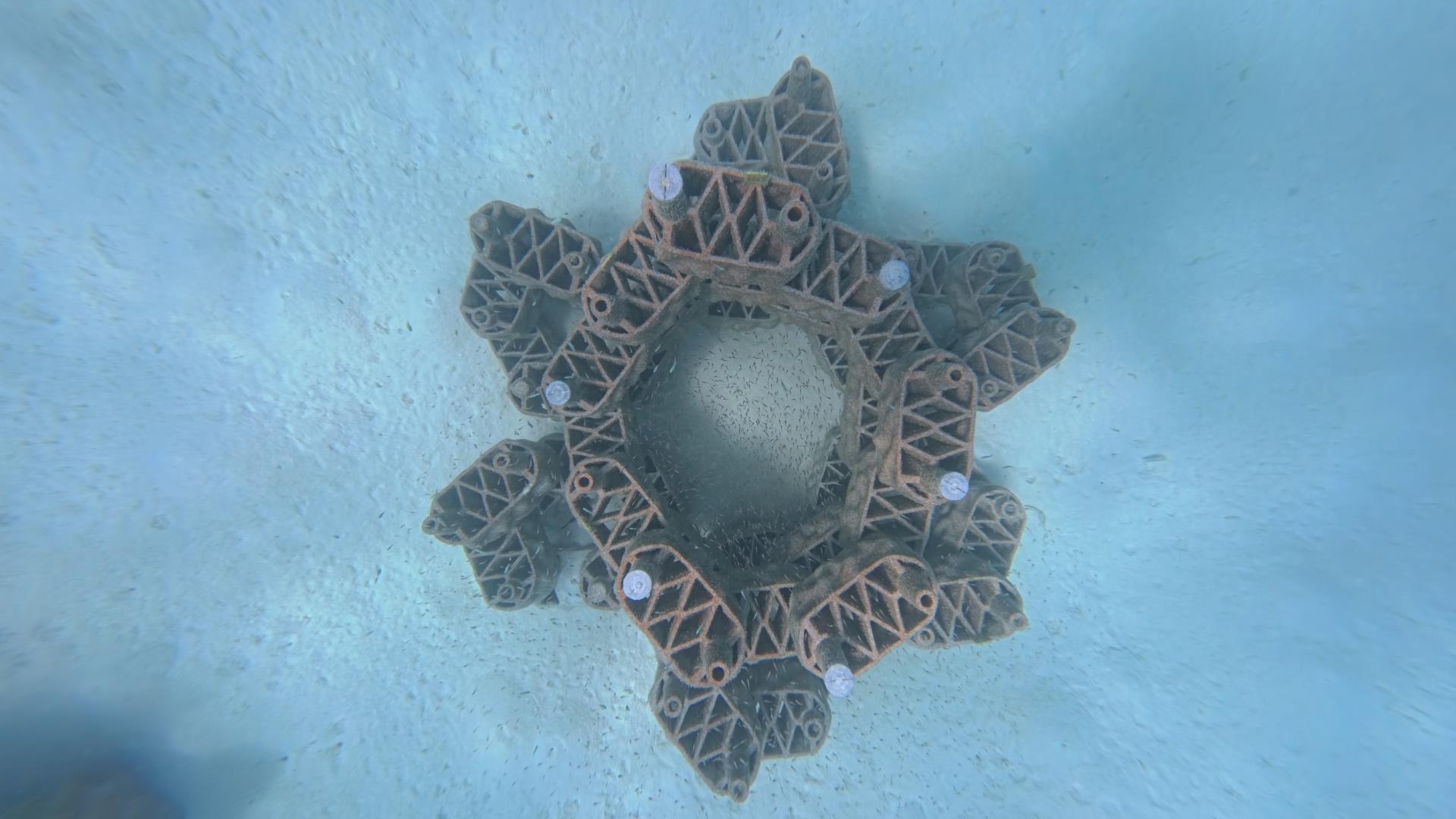 680541-Together, 13 individual flower formations create Theyra Maa, a large-scale underwater installation that aims to provide new habitat for marine life and future coral growth-bc63b5-original-1780905