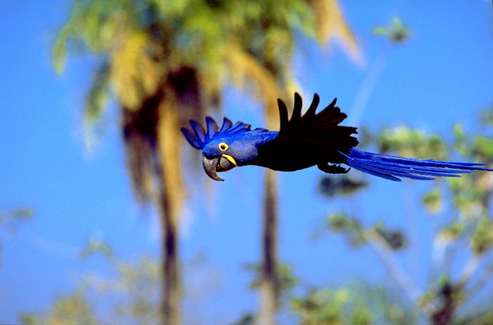 Caiman_Fauna_Arara Azul - Hyacinth Macaw_FM