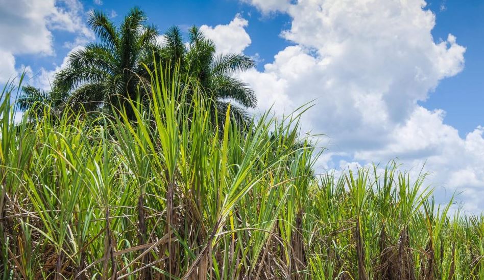 1 -  o rum é produzido do melaço, ou seja, o caldo cozido da cana, que é considerado um subproduto da indústria do açúcar