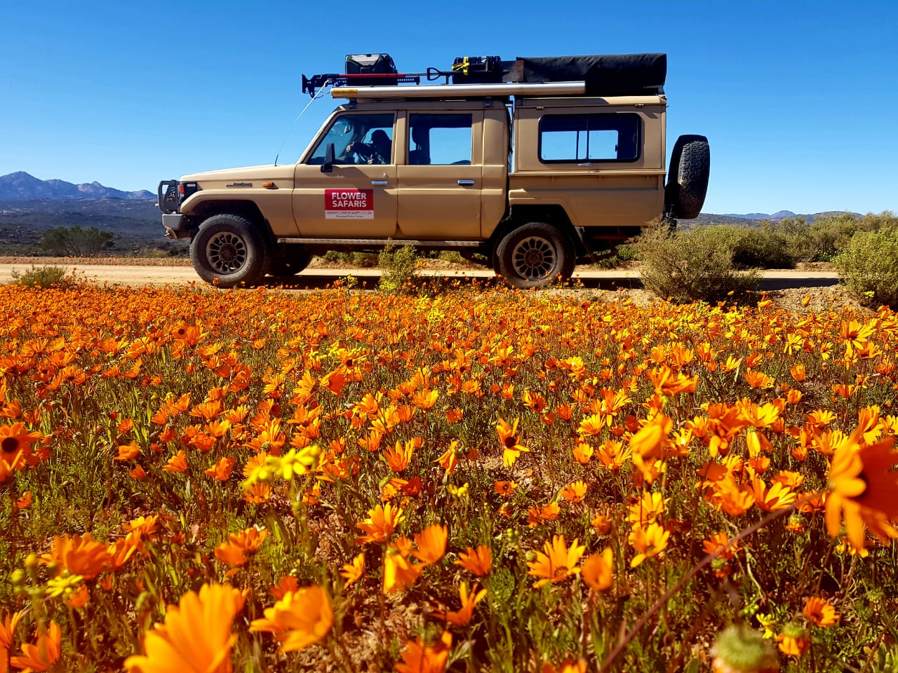 
Chuva recorde prepara a melhor temporada de flores na África do Sul em anos