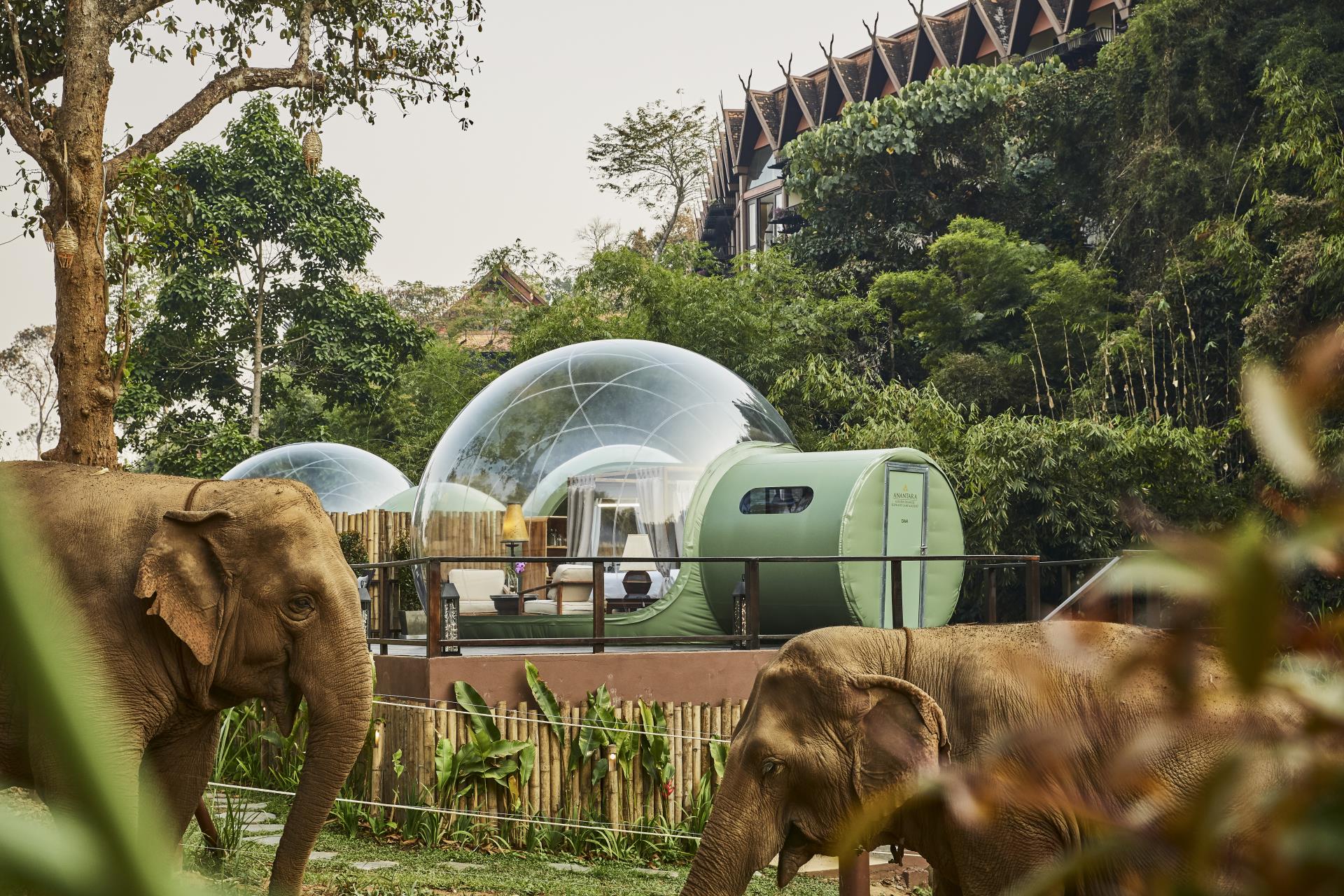 Anantara_Golden_Triangle_Elephant_Camp_And_Resort_Guest_Room_Jungle_Bubbles_Elephants-6582x4388(1)