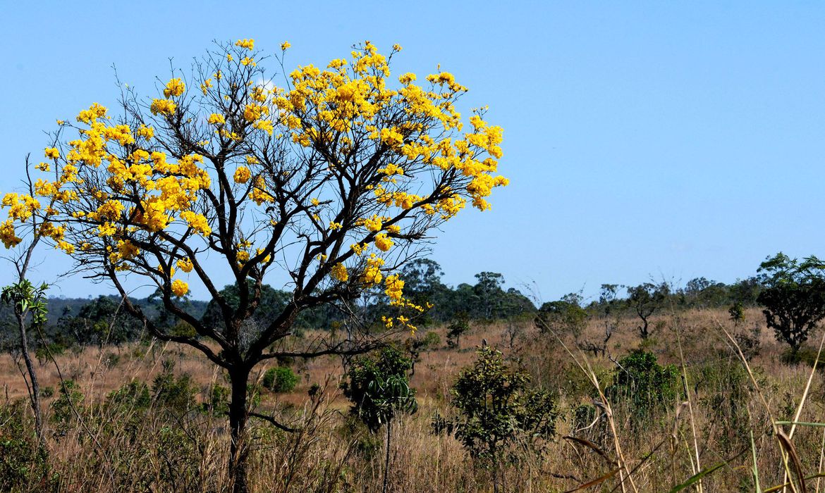 ICMBio publica edital do programa Adote um Parque