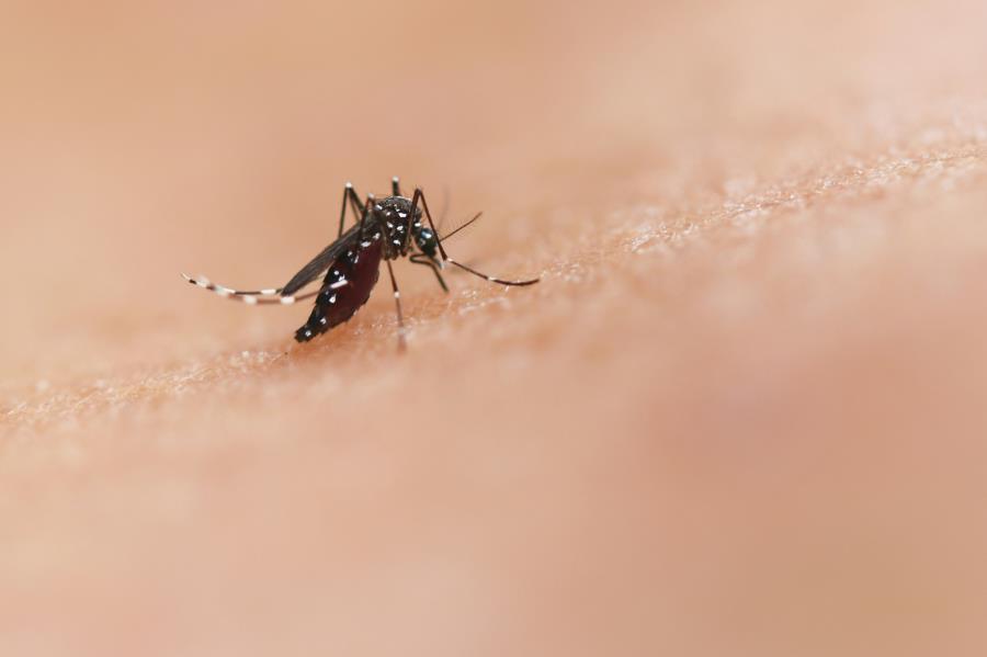 Pesquisa aprimora inteligência artificial para identificar focos do mosquito da dengue