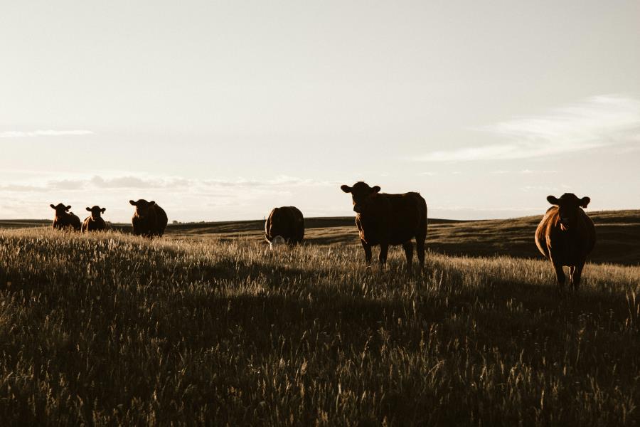 Brasil redireciona exportações de carne com limite da China e abre espaço para novos mercados