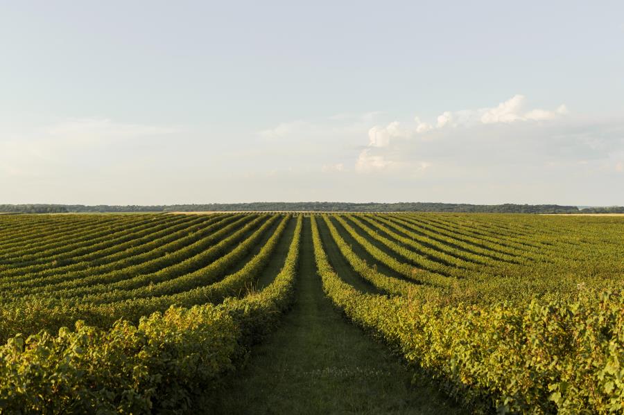 Mudanças climáticas aumentam a produção, mas reduzem valor nutricional da soja
