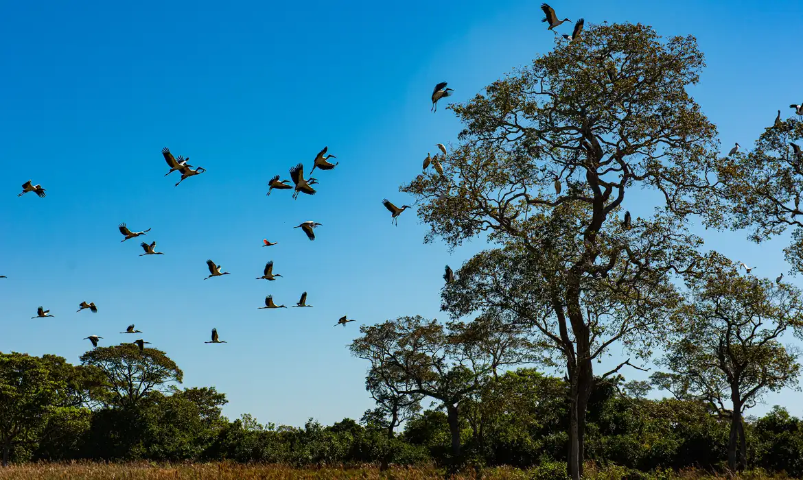 Avanço da degradação mostra que fim do Pantanal como bioma se aproxima