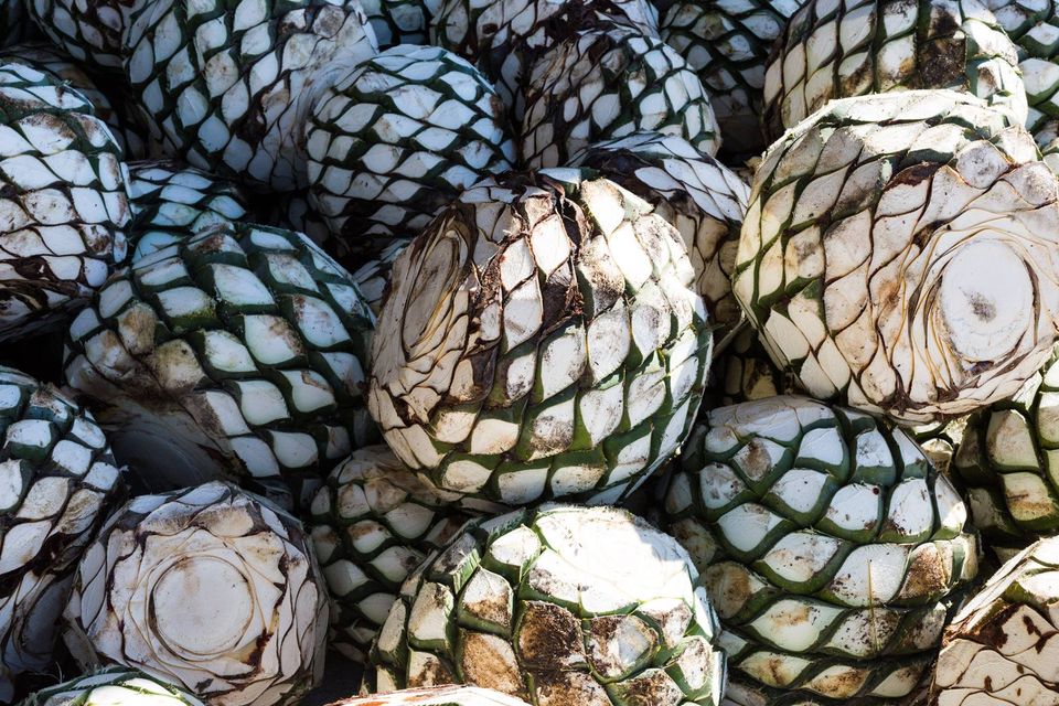 Conheça as diferenças entre tequila e mescal, dois destilados mexicanos 