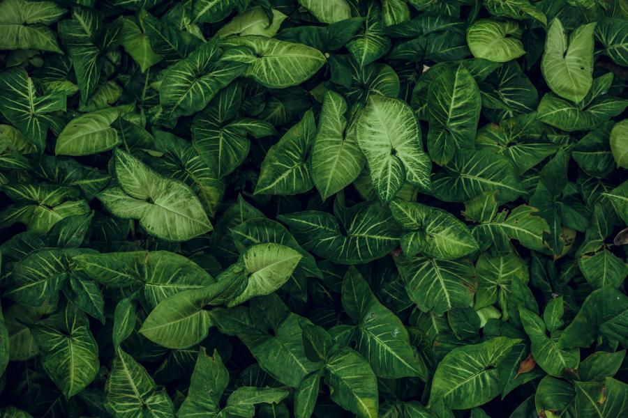 Empresas da América Latina estão avançadas na divulgação ligada à natureza