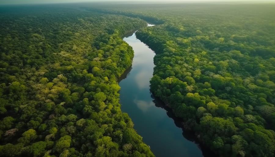 Plataforma integra dados sobre emissões e absorções de gases de efeito estufa da Floresta Amazônica
