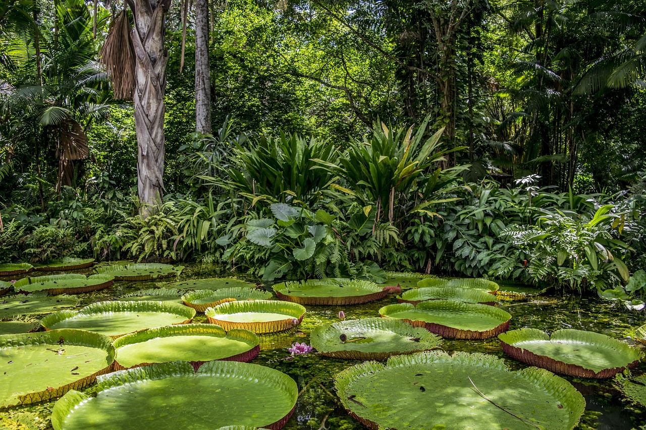 Pesquisadores propõem criação de um biobanco de dados géneticos de espécies amazônicas