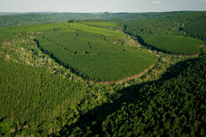 Atuação da Klabin é reconhecida por importantes índices de sustentabilidade