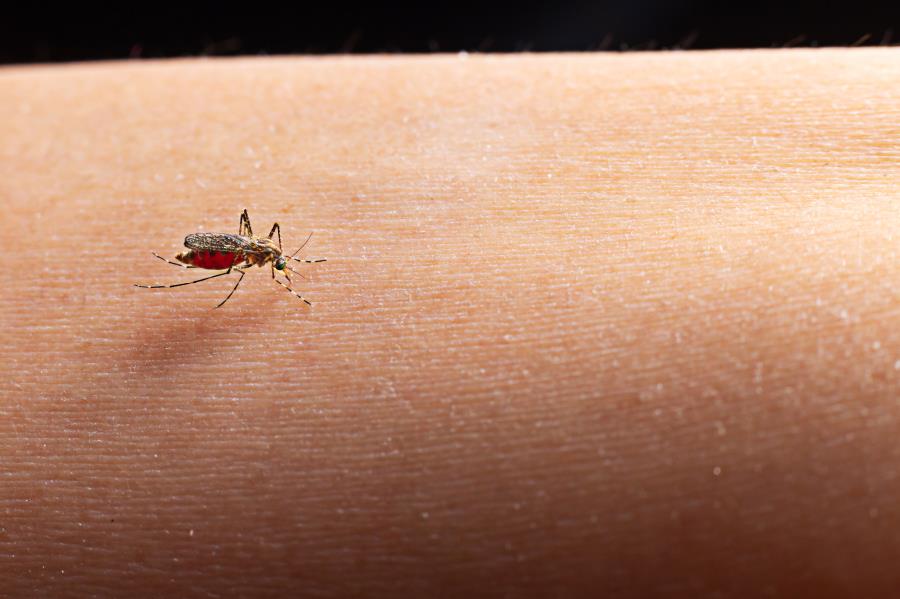Dengue avança no Sul do país e escancara impacto das mudanças climáticas