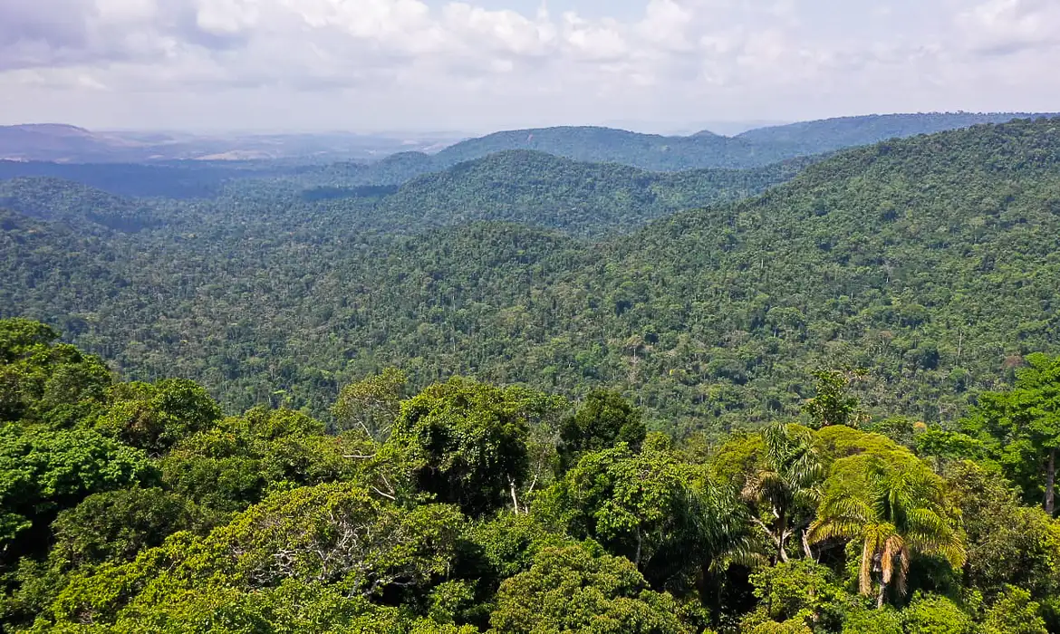 Aumento da temperatura na Amazônia reduz absorção de gás de efeito estufa por bactérias