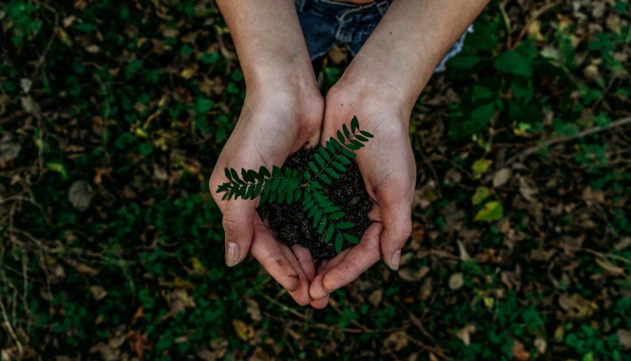 Ao integrar relatórios de sustentabilidade e financeiro, normas do ISSB combatem greenwashing