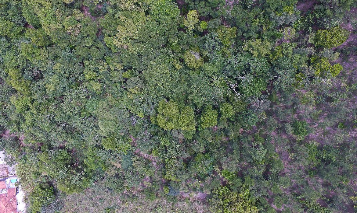 Mata Atlântica é o bioma com maior captação de água do país