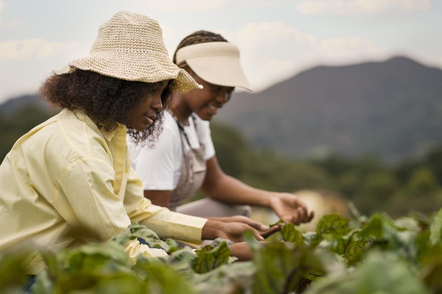 Aumentar a produtividade sustentável e reduzir a insegurança alimentar são prioridades do B20