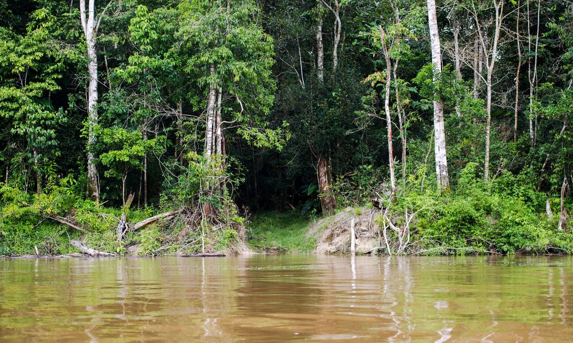 IBGE: vegetação nativa teve maior redução de 2000 a 2018 no PA e em MT