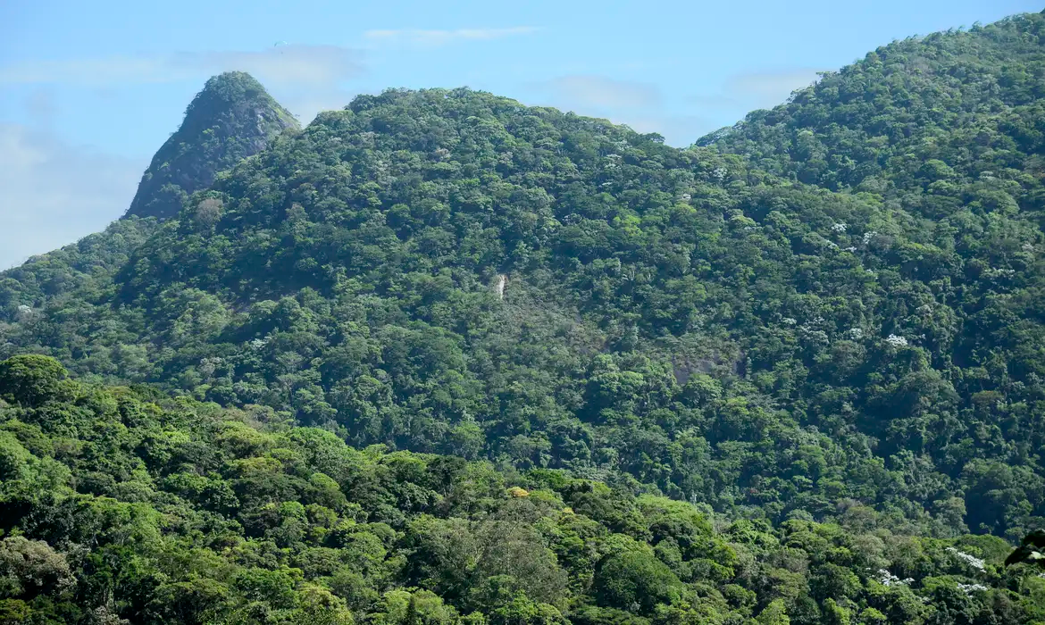 Brasil detém só 18% de patentes sobre flora endêmica da Mata Atlântica