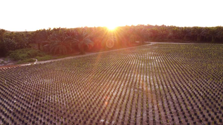 Grupo BBF amplia área de cultivo sustentável de palma, produção de biocombustível e geração de energia