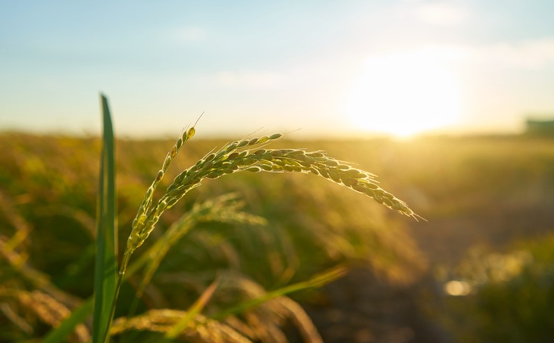 Crescimento da agropecuária impulsiona economia brasileira em 2023