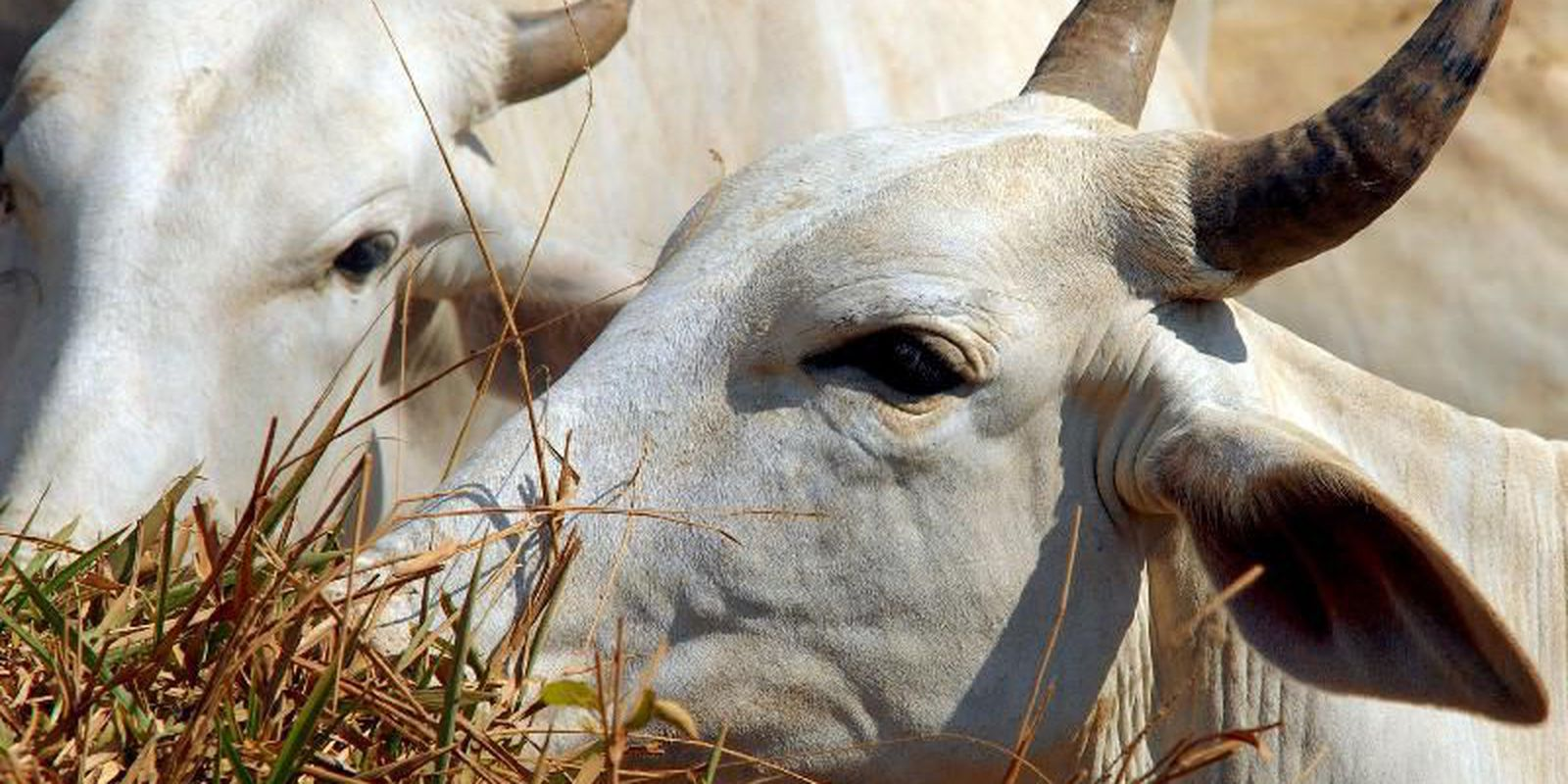 Exportadores brasileiros não terão perdas com vaca louca, segundo AEB