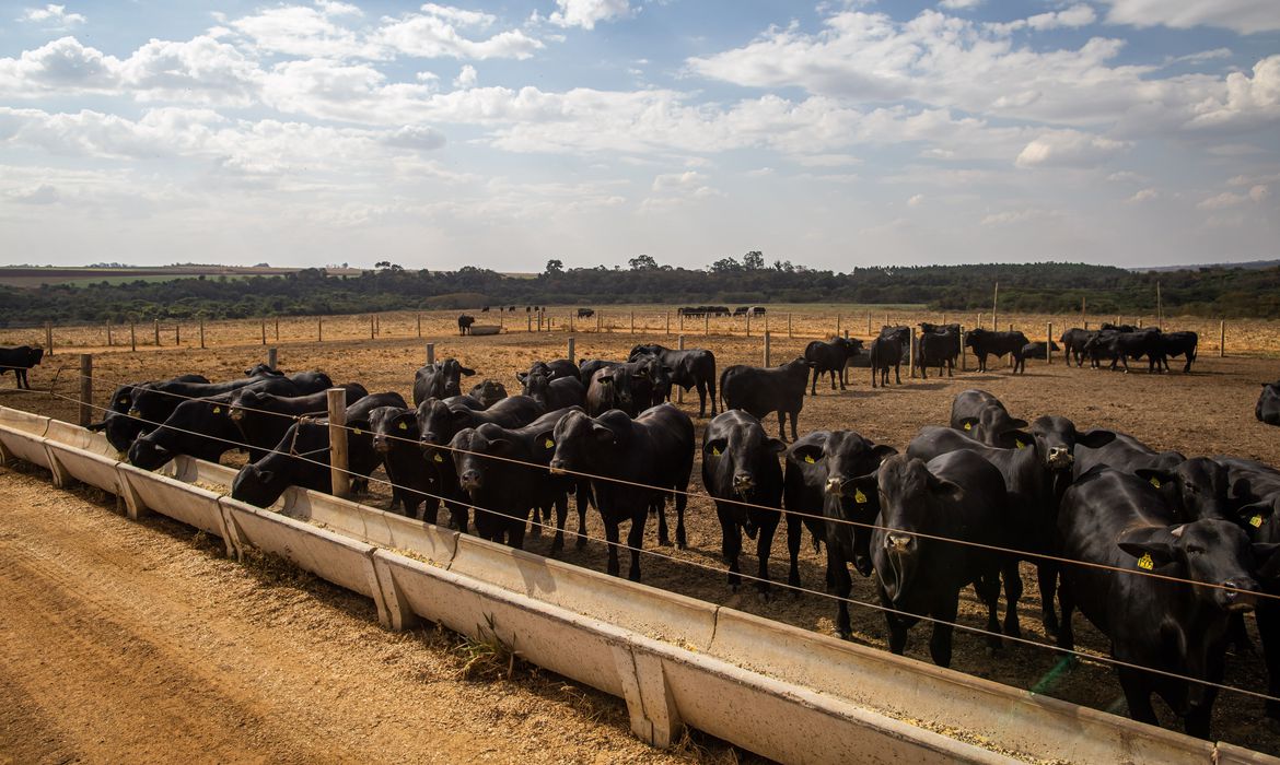 Acordo vai incentivar redução de emissões de CO2 na pecuária bovina