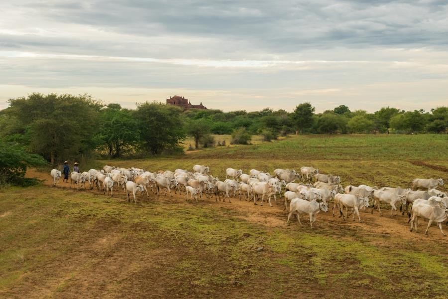 JBJ Agropecuária firma acordo para adquirir a Fazenda Conforto, em Goiás