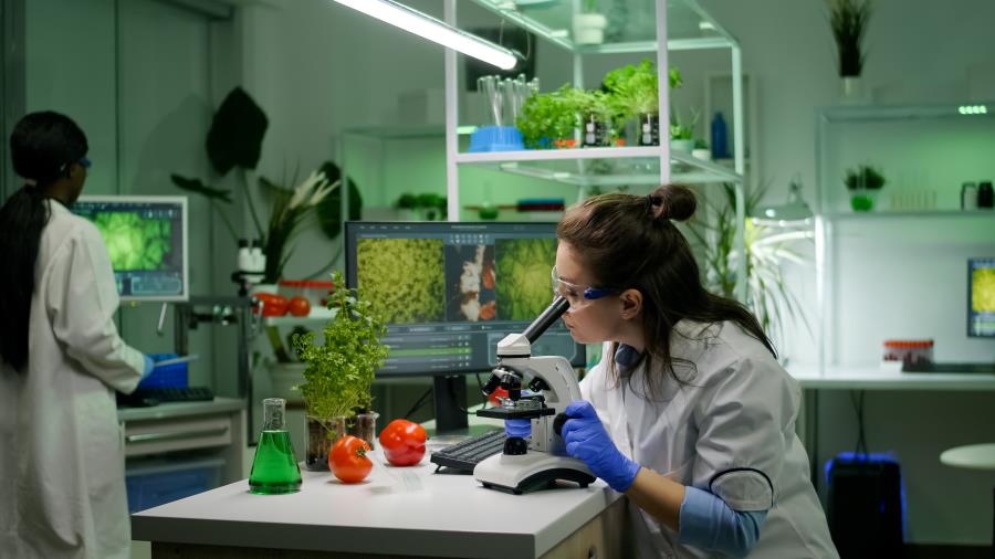 Aplicação de bactérias em sementes reduz efeitos do aquecimento global em plantas