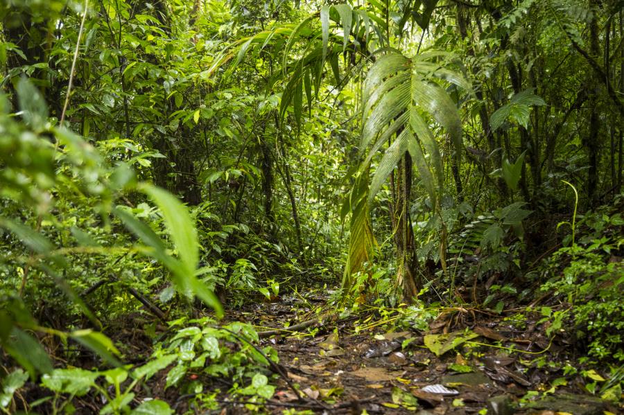 Carta da Presidência da COP30 renova esperança em meta sobre o fim do desmatamento global até 2030