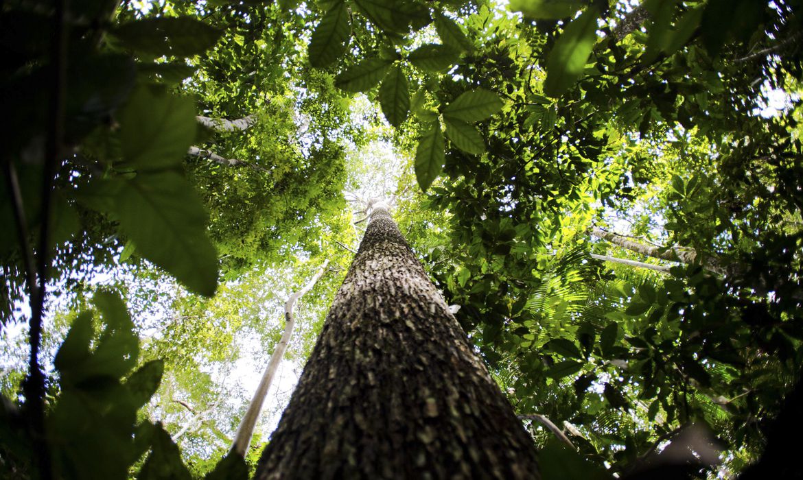 Produtores rurais vão receber por florestas conservadas na Amazônia