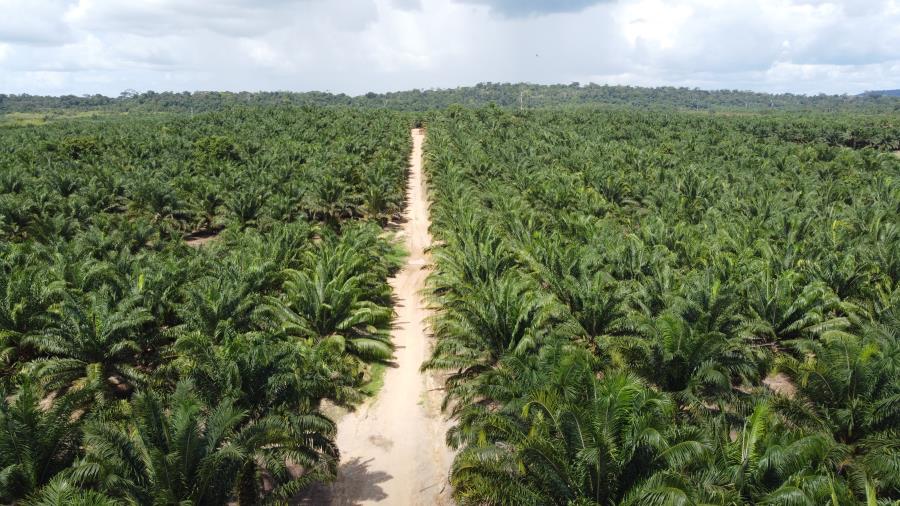 Grupo BBF desenvolve agronegócio sustentável e o potencial do “Pré-Sal Verde” na região Amazônica