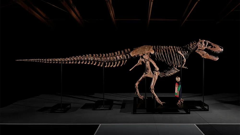 T. rex de US$ 30 milhões: Sotheby’s leiloa um dos dinossauros mais completos já descobertos