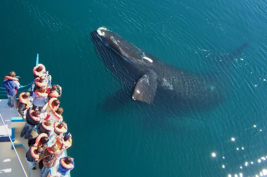 Três dias de experiências raras no coração azul da Patagônia