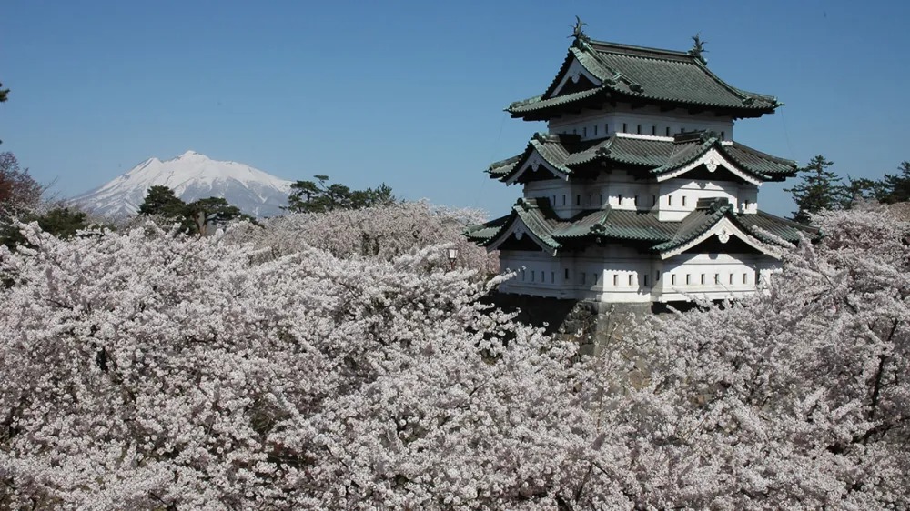 O Japão já está lotado para a temporada de flores de cerejeira. Saiba como ir